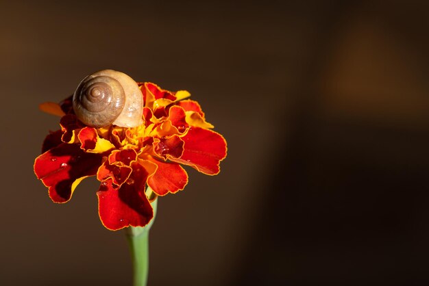 Snail, small garden snail on its walk on a dewy flower, selective focus.