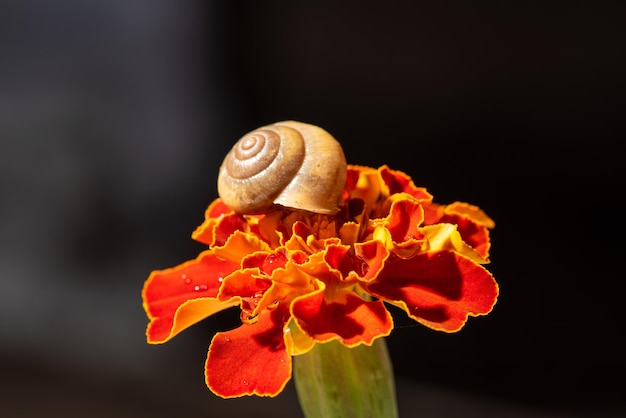 Snail, small garden snail on its walk on a dewy flower, selective focus.