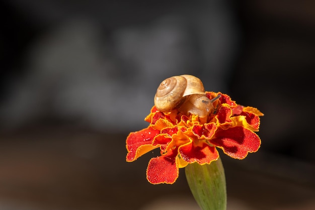 Snail, small garden snail on its walk on a dewy flower, selective focus.