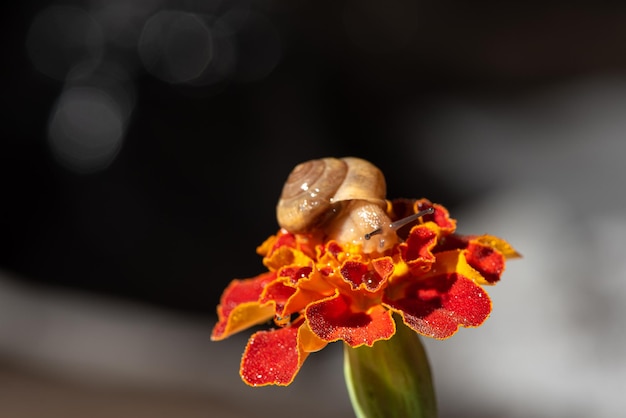 Snail, small garden snail on its walk on a dewy flower, selective focus.