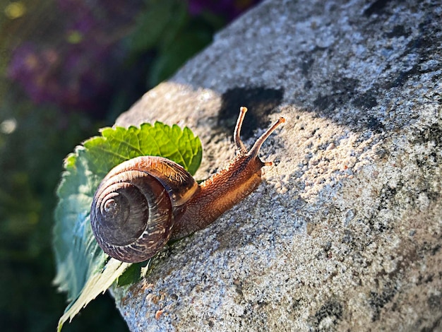 Photo snail on a stone in the sun close up