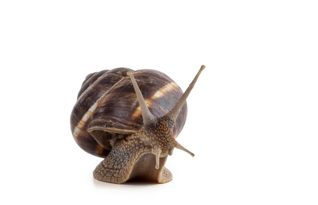 Snail that raises its head on a white background