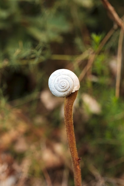 Snail on twig