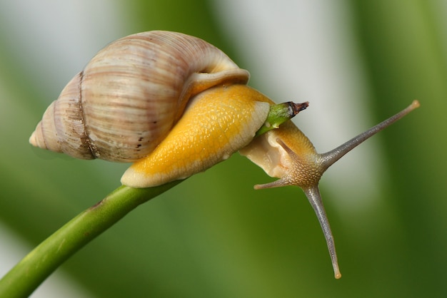 Snail Walking on a branch close up