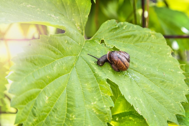 Snail with a house crawls on the leaves of grapes