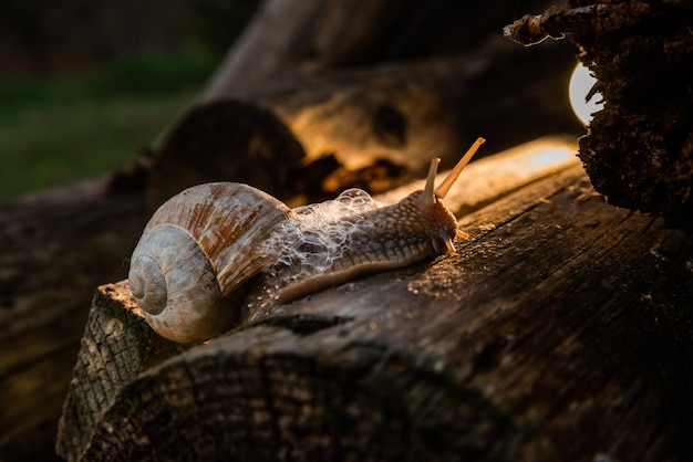 A snail in the woods after the rain Family Vacation Walk Weekend