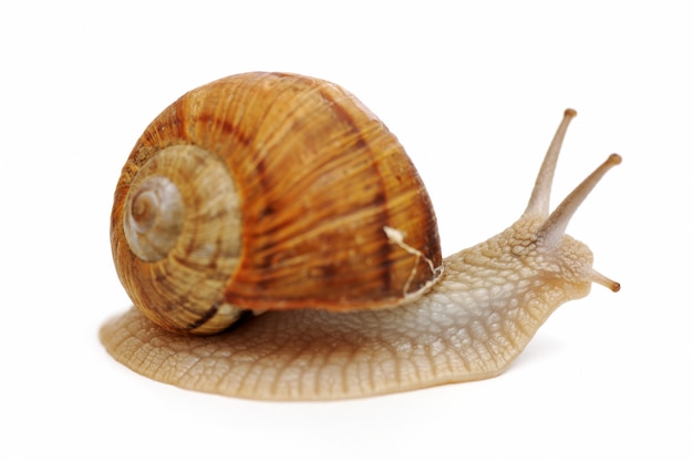 Snail