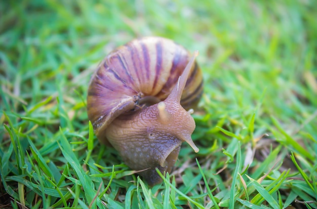 Snail 