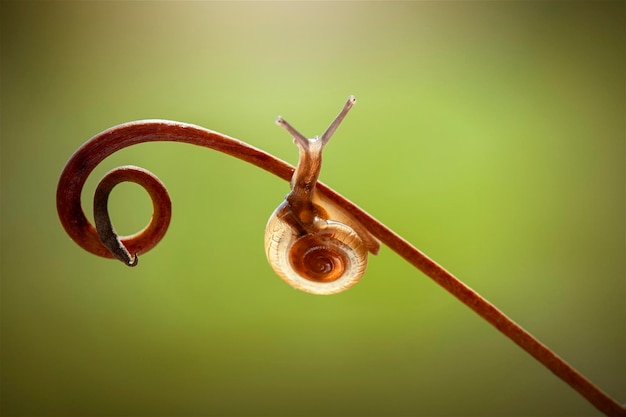 Snails on leaf in tropical garden