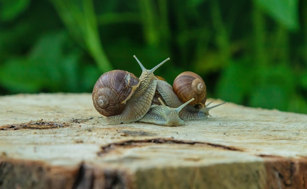 Snails in nature on a tree Selective focus