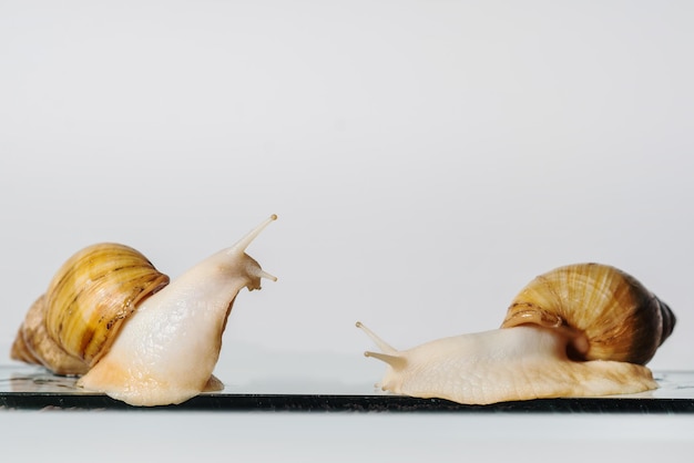 Snails with a shell on grey background