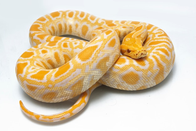 Snake Albino Burmese Python isolated on white background