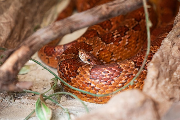 Photo a snake coiled in a terrarium