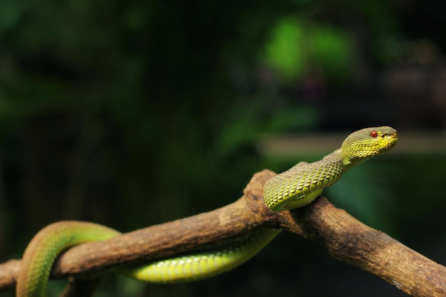 Snake Green Mangrove pit viper is a venomous pit viper species native to Southeast Asia