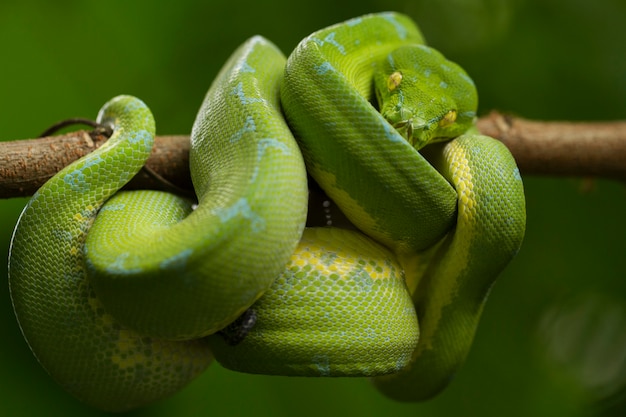 Snake Green tree python on tree branch