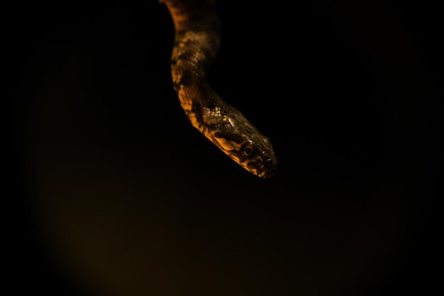 Snake head in the dark with a black background