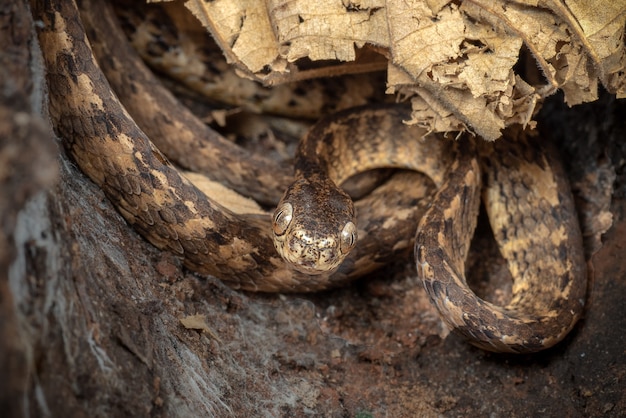 snake hiding in the holes in the tree