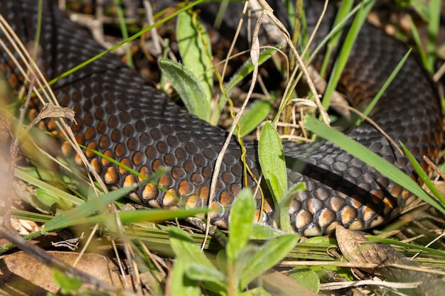 Photo a snake is laying in the grass with the skin visible.