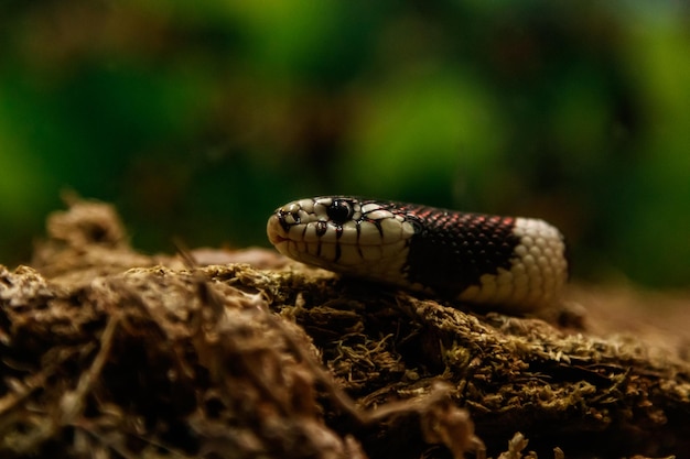 Snake lampropeltis getula californiae