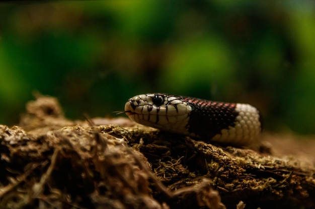 Snake lampropeltis getula californiae