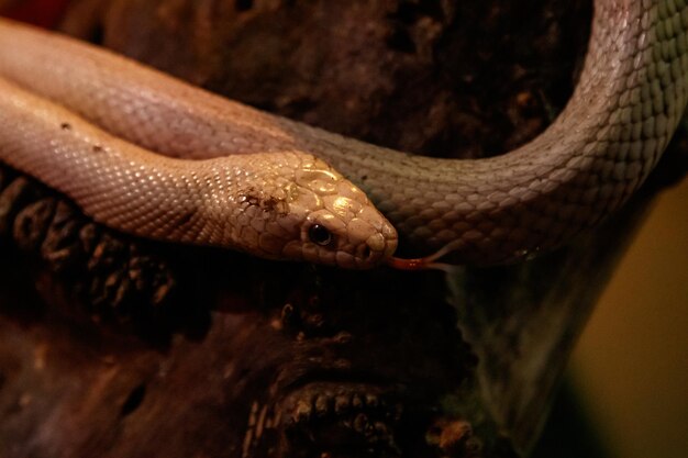 Snake leucistic texas rat