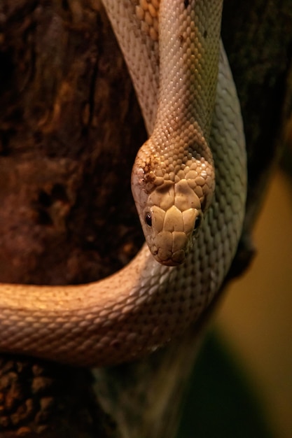 Snake leucistic texas rat