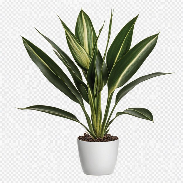 snake plants