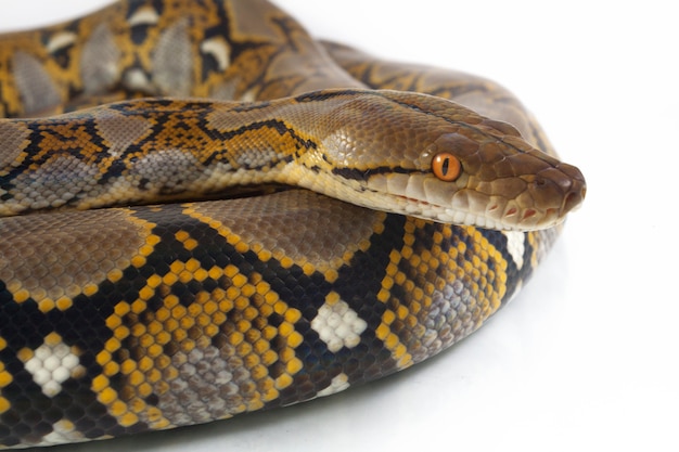 Snake Reticulated Python isolated on white background.