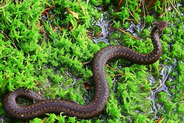 snake viper in the swamp, reptile in the wild, poisonous dangerous animal, wildlife