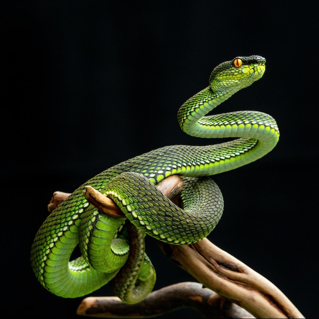 A snake with a yellow eye is on a branch.