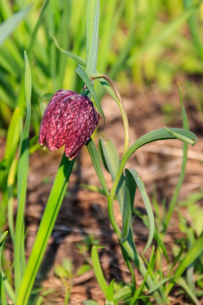 Snakes head fritillary Fritillaria meleagris in a garden