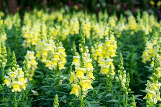 SnapdragonScrophulariaceaeyellow flower beautiful