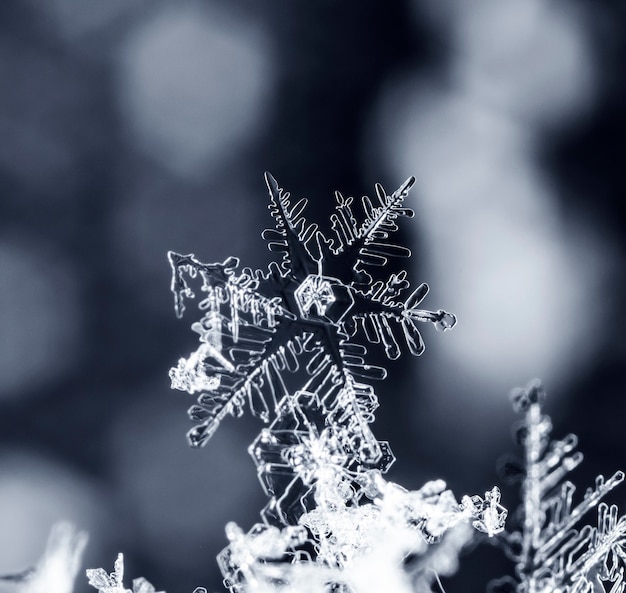 Photo snapshot of a small snowflake taken during a snowfall