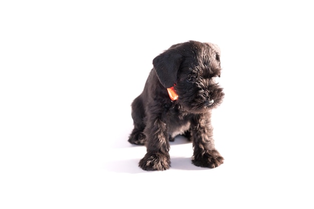 Snauzer dog isolated on white background. Miniature schnauzer puppy.