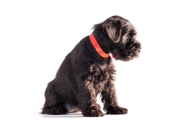 Snauzer dog isolated on white background. Miniature schnauzer puppy.