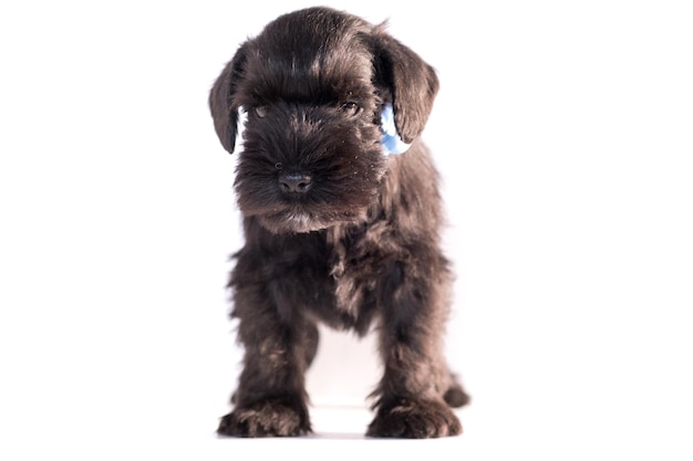 Snauzer dog isolated on white background. Miniature schnauzer puppy.