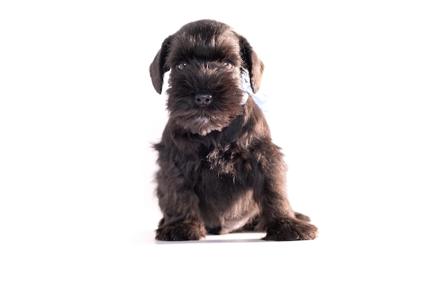 Snauzer dog isolated on white background. Miniature schnauzer puppy.