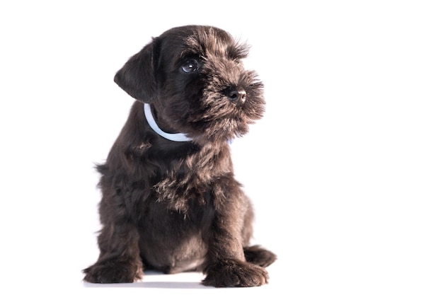 Snauzer dog isolated on white background. Miniature schnauzer puppy.