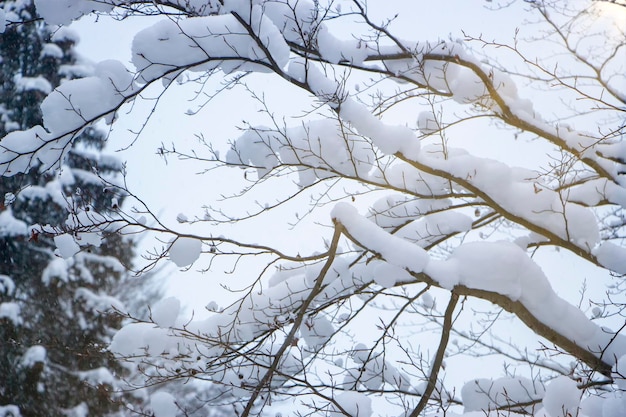 Snow on the branches Beautiful winter day in the woods