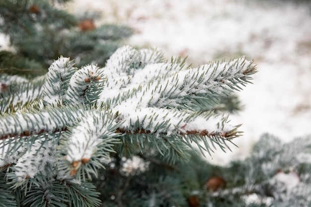 Snow on the branches of blue spruce