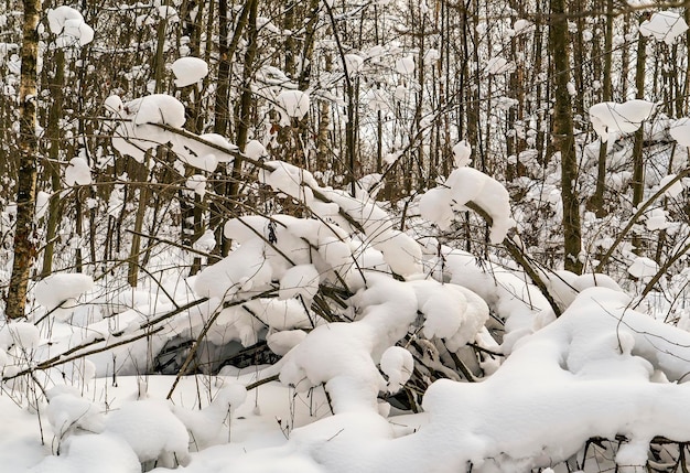 Snow on the branches of trees of unusual shape. Winter day. Leningrad region.