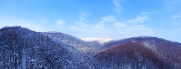 Snow-capped mountain peaks and coniferous forest. Wonderful winter forest in the mountains.