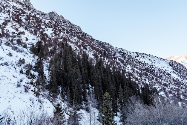 Snow capped mountains and fir trees in the winter park