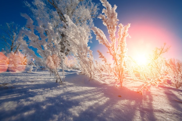 Snow cover trees and shrubs