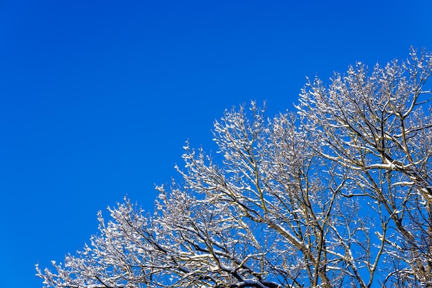 Snow covered bare foliar tree branches on clear blue sky background with direct sunlight