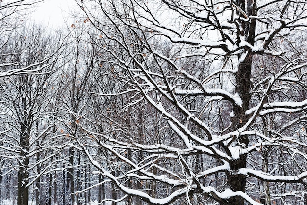 Snow covered bare trunks of oaks in fores