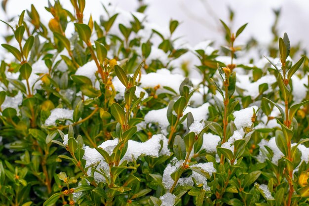 Snow-covered boxwood bush with green leaves, boxwood in winter