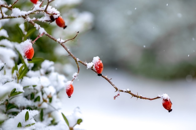 Snow-covered branch of dog rose with red berries