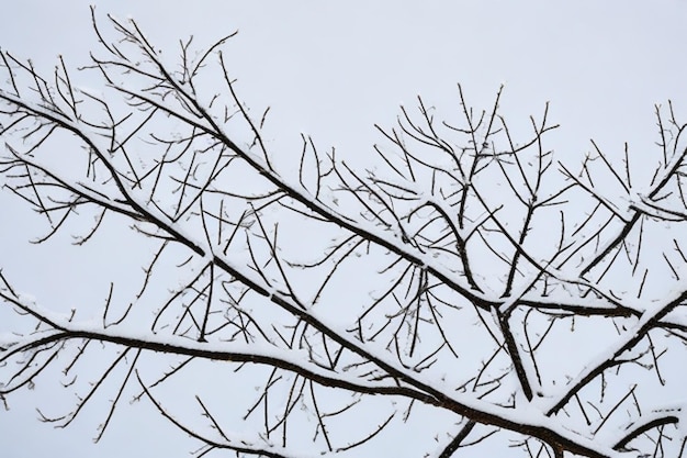 Photo snow covered branches of a tree on white