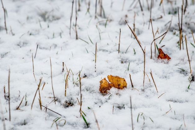 Snow-covered fallen dry leaves among the withered grass